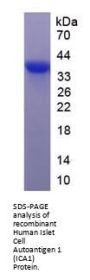 Human Islet Cell Autoantigen 1 (ICA1) Protein
