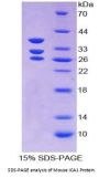 Mouse Islet Cell Autoantigen 1 (ICA1) Protein