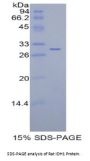 Rat Isocitrate Dehydrogenase 1, Soluble (IDH1) Protein