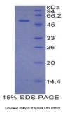Mouse Isocitrate Dehydrogenase 1, Soluble (IDH1) Protein