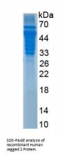 Human Jagged 2 Protein (JAG2) Protein