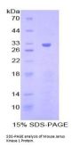 Mouse Tyrosine-protein kinase JAK1 (JAK1) Protein