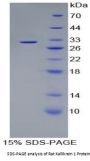 Rat Kallikrein 1 / NGFG (KLK1) Protein