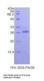Mouse Kallikrein 1-Related Peptidase B3 (KLK1B3) Protein
