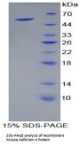 Mouse Kallikrein 4 (KLK4) Protein