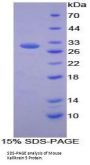 Mouse Kallikrein 5 (KLK5) Protein