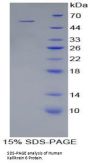 Human Kallikrein 6 (KLK6) Protein