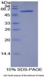 Rat Kallikrein 6 (KLK6) Protein