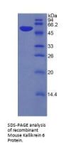 Mouse Kallikrein 6 (KLK6) Protein
