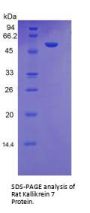 Rat Kallikrein-Related Protein K1 (KLK7) Protein