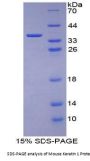 Mouse Keratin 1 (KRT1) Protein