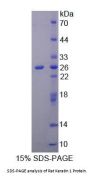 Rat Keratin 1 (KRT1) Protein