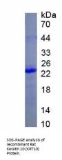 Rat Keratin 10 (KRT10) Protein