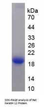 Rat Keratin 12 (KRT12) Protein