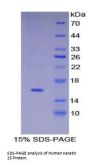 Human Keratin 15 (KRT15) Protein