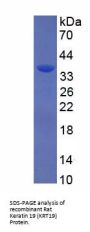 Rat Keratin 19 (KRT19) Protein