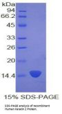 Human Keratin 2 (KRT2) Protein
