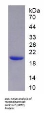 Rat Keratin 2 (KRT2) Protein