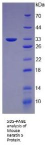 Mouse Keratin 5 (KRT5) Protein