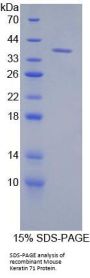 Mouse Keratin 71 (KRT71) Protein