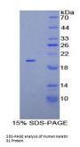 Human Keratin 81 (KRT81) Protein