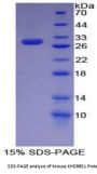Mouse KH Domain Containing, RNA Binding, Signal Transduction Associated Protein 1 (KHDRBS1) Protein