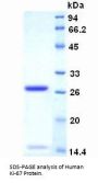 Human Proliferation Marker Protein Ki-67 (MKI67) Protein