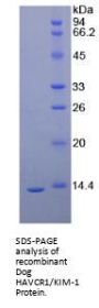 Dog Hepatitis A Virus Cellular Receptor 1 (HAVCR1) Protein