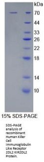 Human Killer Cell Immunoglobulin Like Receptor 2DL2 (KIR2DL2) Protein