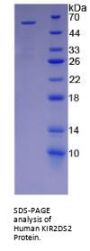 Human Killer Cell Immunoglobulin Like Receptor 2DS2 (KIR2DS2) Protein