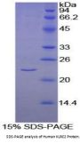 Human NKG2-C Type II Integral Membrane Protein (KLRC2) Protein