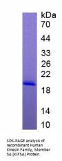 Human Kinesin Family, Member 5A (KIF5A) Protein