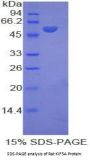 Rat Kinesin Family, Member 5A (KIF5A) Protein