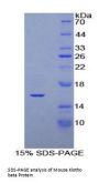 Mouse Klotho Beta (KLb) Protein