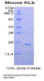 Mouse Klotho Beta (KLb) Protein