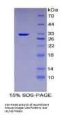 Mouse Krueppel-Like Factor 4 (KLF4) Protein