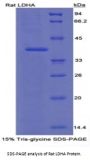 Rat Lactate Dehydrogenase A (LDHA) Protein