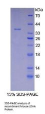 Mouse Lactate Dehydrogenase A (LDHA) Protein