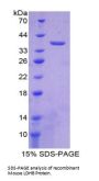 Mouse Lactate Dehydrogenase B (LDHB) Protein