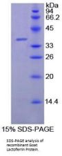 Goat Lactoferrin (LTF) Protein