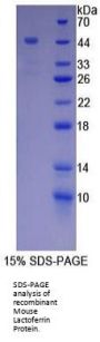 Mouse Lactoferrin (LTF) Protein