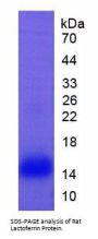 Rat Lactoferrin (LTF) Protein
