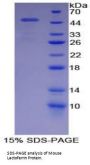 Mouse Lactoferrin (LTF) Protein