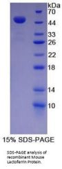 Mouse Lactoferrin (LTF) Protein