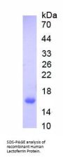 Human Lactoferrin (LTF) Protein