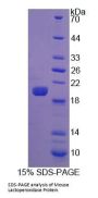 Mouse Lactoperoxidase (LPO) Protein
