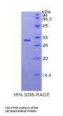 Rat Lactoperoxidase (LPO) Protein
