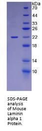 Mouse Laminin Subunit Alpha 1 (LAMA1) Protein