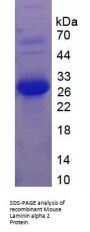 Mouse Laminin Subunit Alpha 2 (LAMA2) Protein