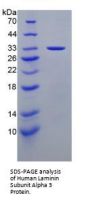 Human Laminin Subunit Alpha 3 (LAMA3) Protein